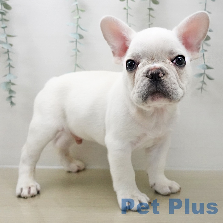 フレンチ・ブルドッグの写真2