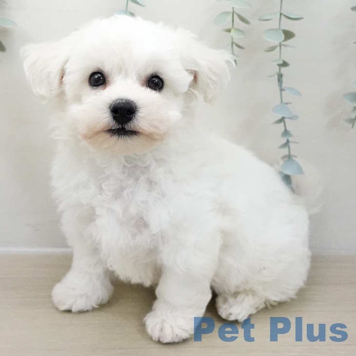 ビション・フリーゼ