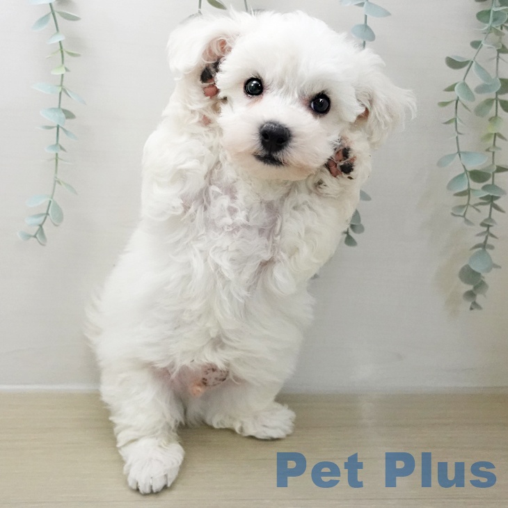 ビション・フリーゼの写真2