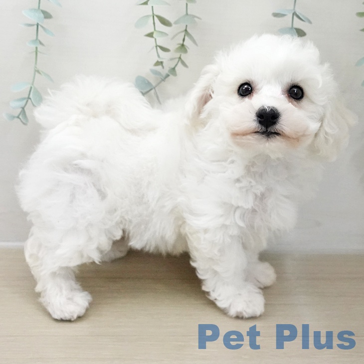 ビション・フリーゼの写真2