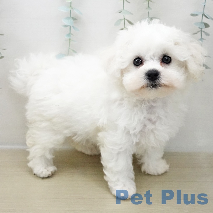 ビション・フリーゼ