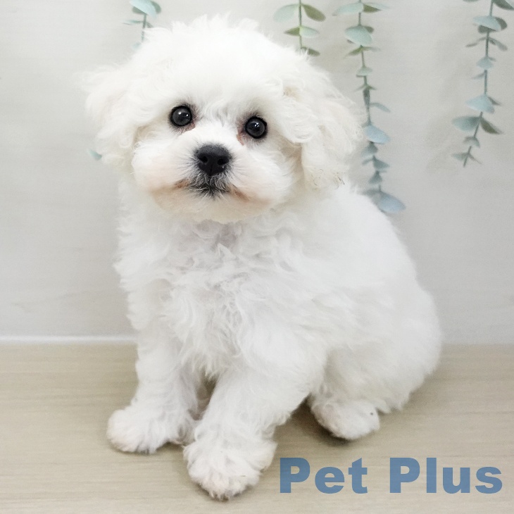 ビション・フリーゼの写真2