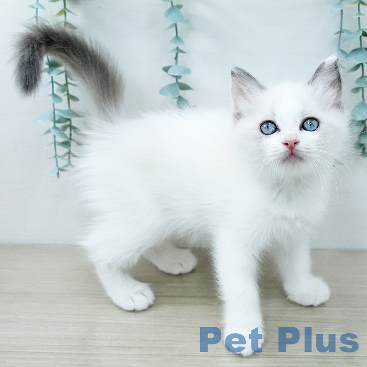 ラグドールの写真2