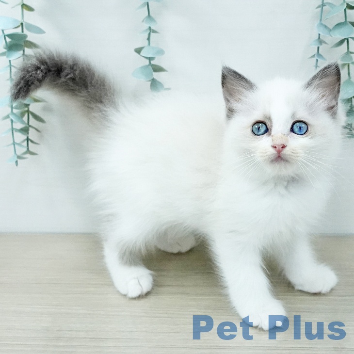 ラグドールの写真2