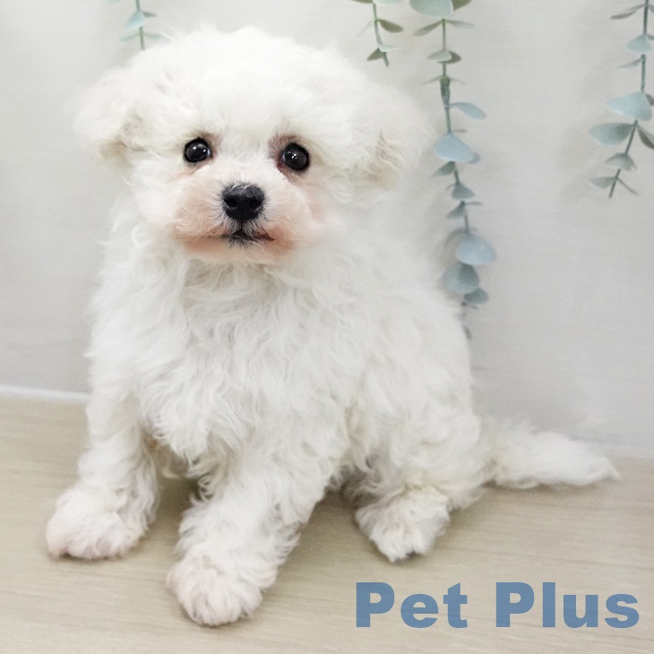 ビション・フリーゼ