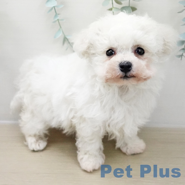 ビション・フリーゼの写真2