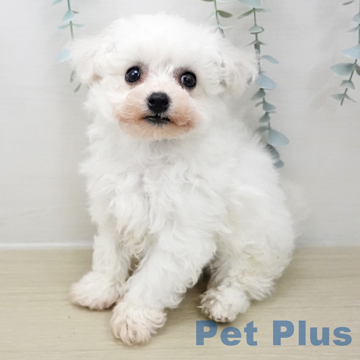 ビション・フリーゼの写真2