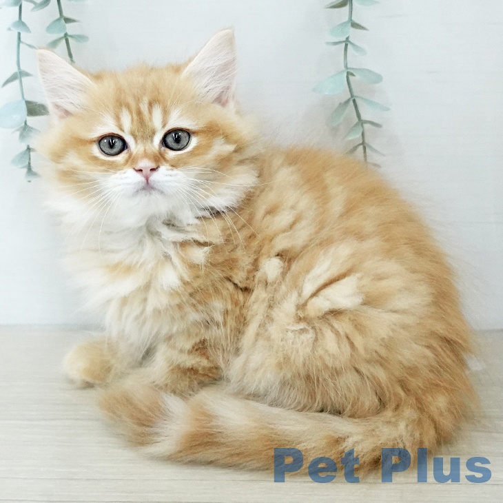 サイベリアンの写真2