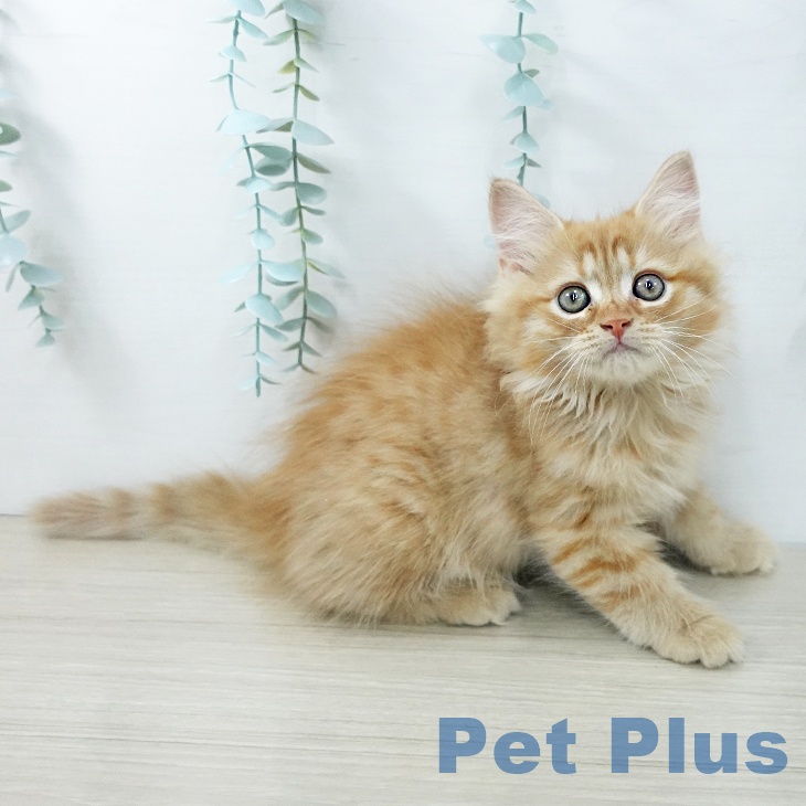 サイベリアンの写真2