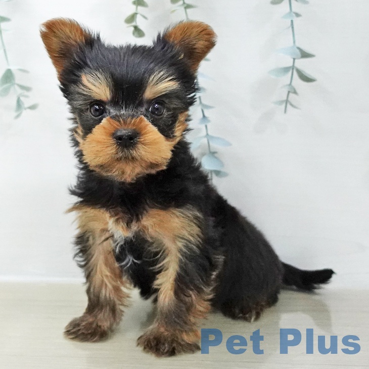 ヨークシャー・テリア