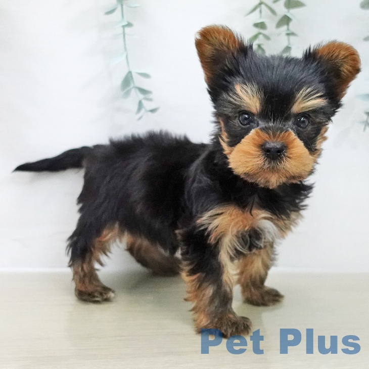 ヨークシャー・テリアの写真2