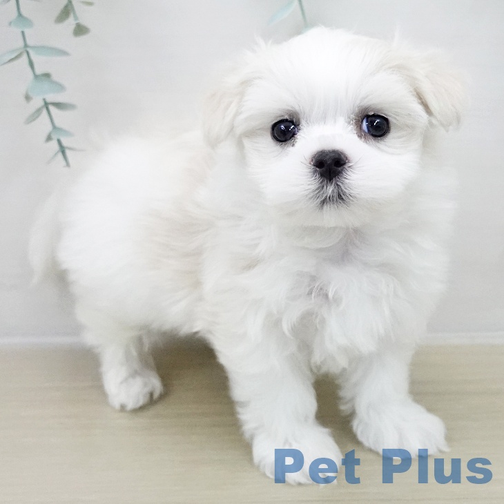 マルチーズの写真2