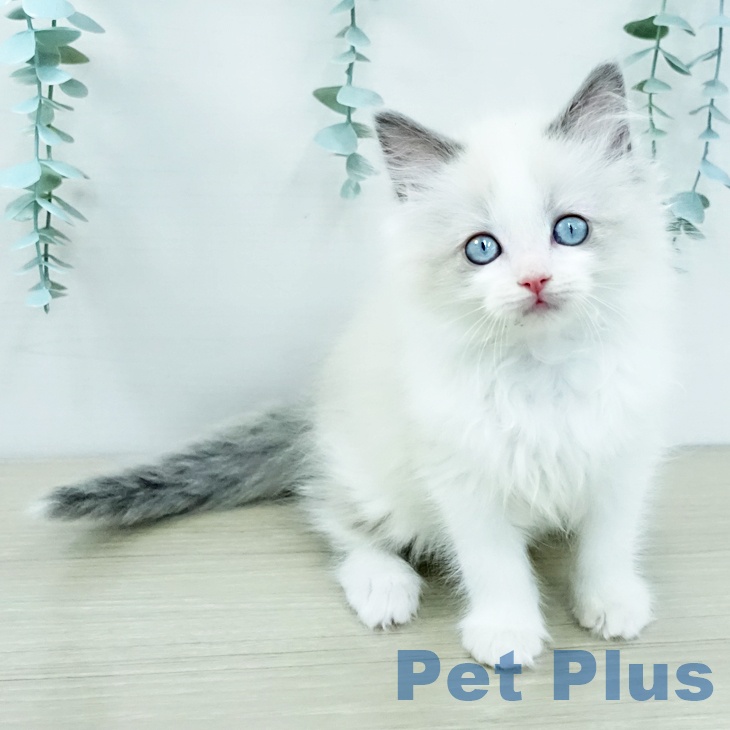 ラグドールの写真2