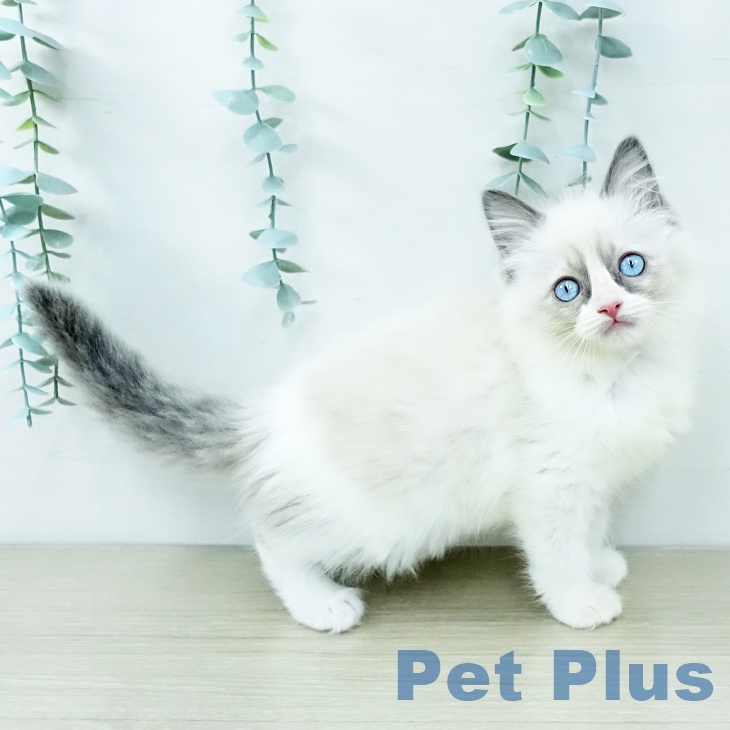 ラグドールの写真2