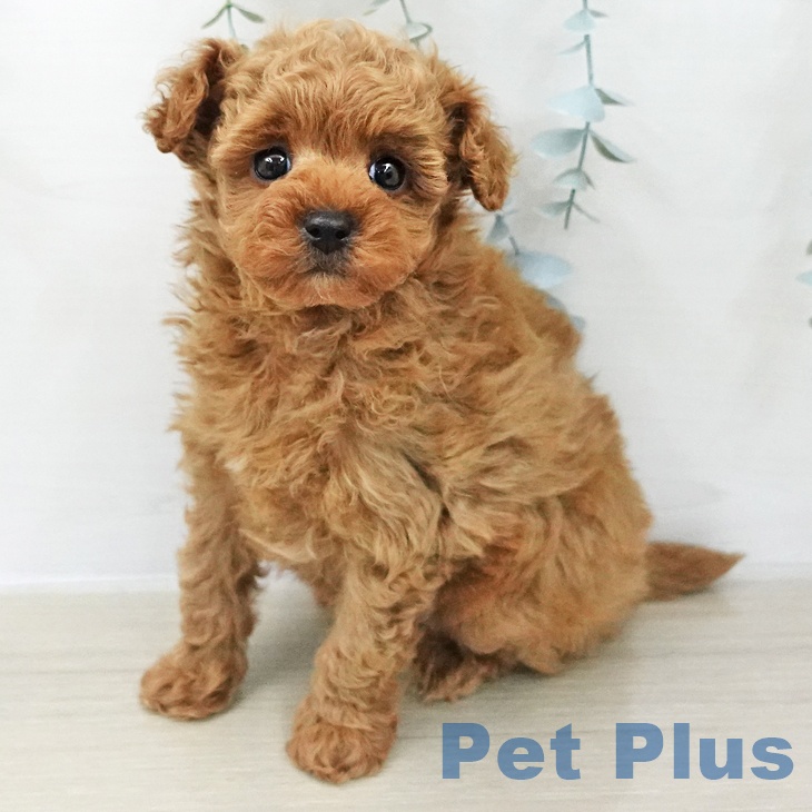 トイ・プードル