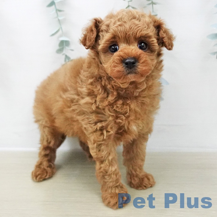 トイ・プードルの写真2