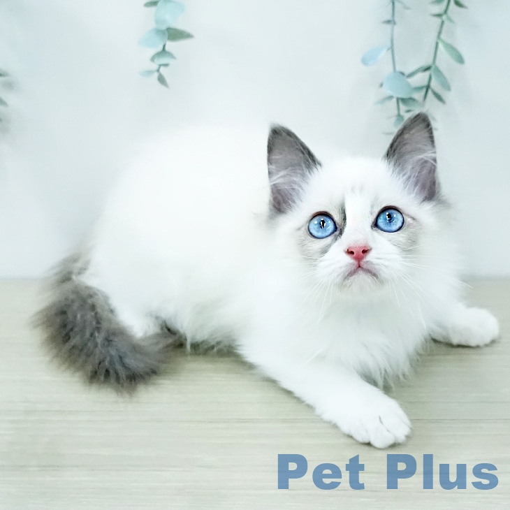 ラグドールの写真2