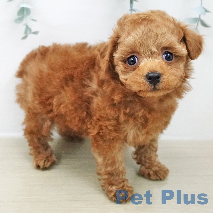 トイ・プードルの写真2