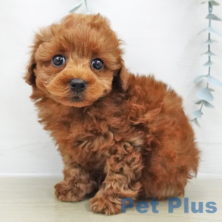 トイ・プードル