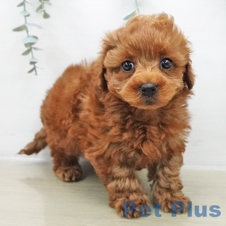 トイ・プードルの写真2