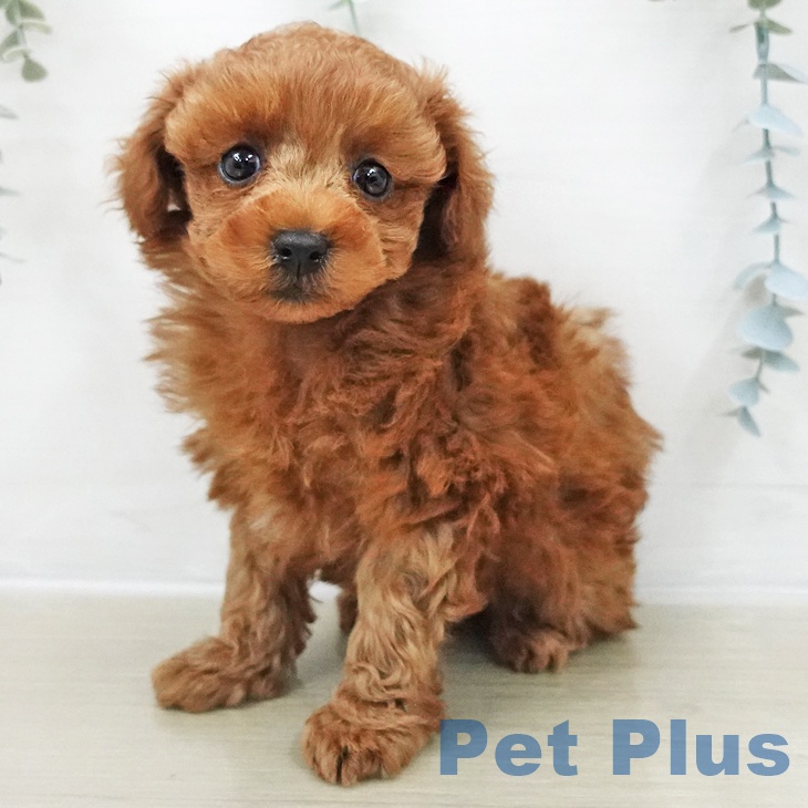 トイ・プードル