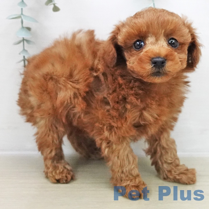 トイ・プードルの写真2