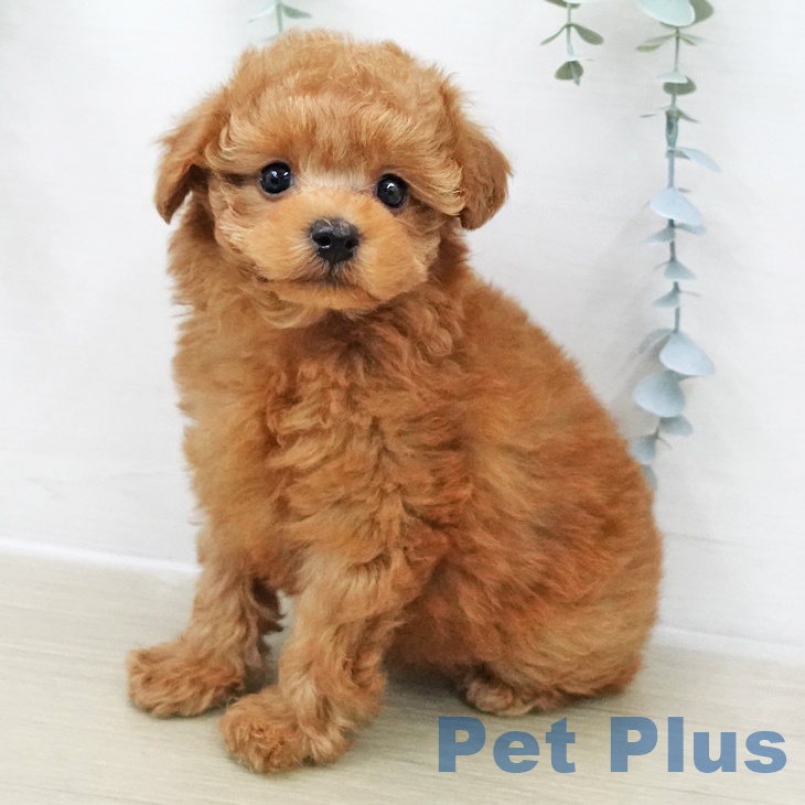 トイ・プードル