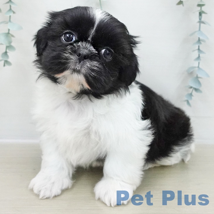 シー・ズーの写真2