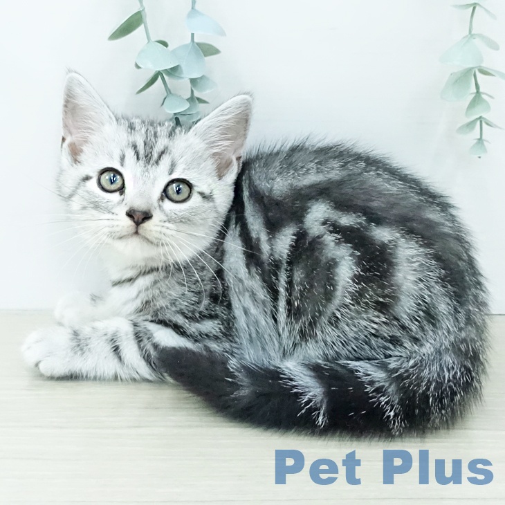 アメリカンショートヘア