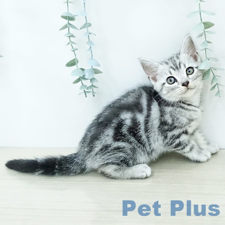 アメリカンショートヘアの写真2