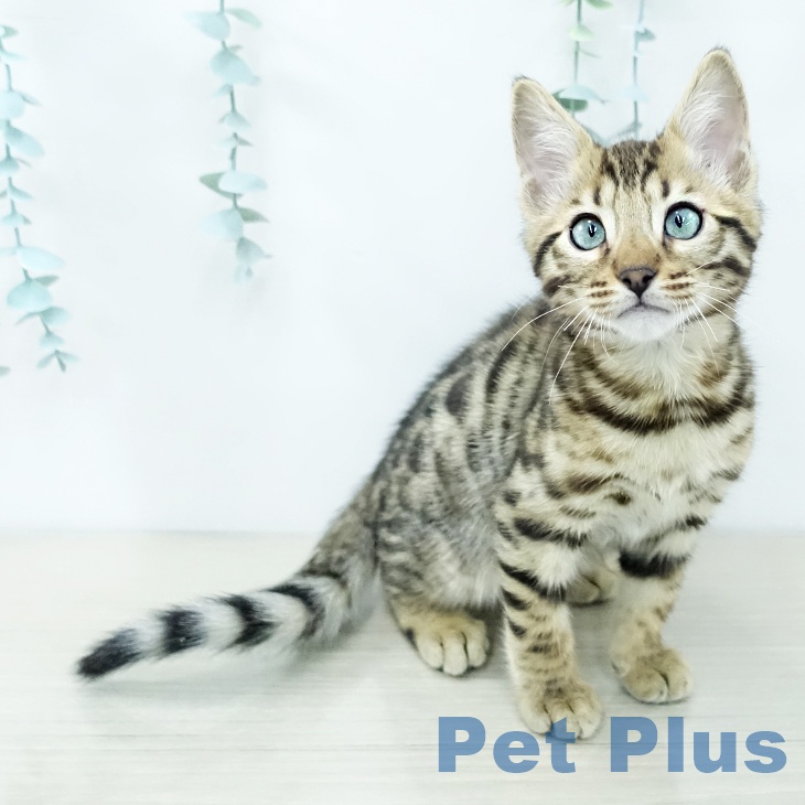 ベンガルの写真2