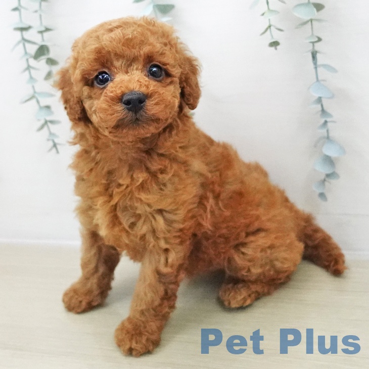 トイ・プードル