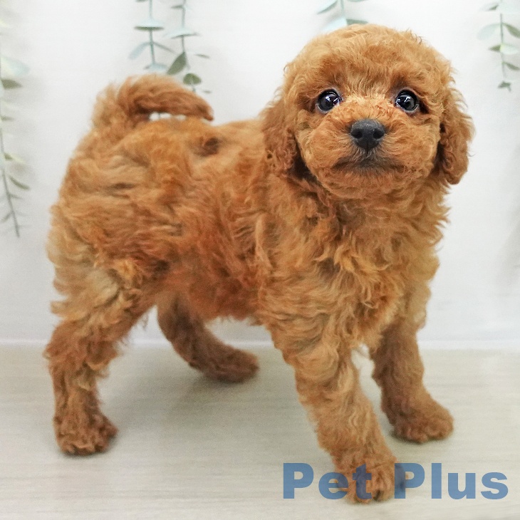 トイ・プードルの写真2