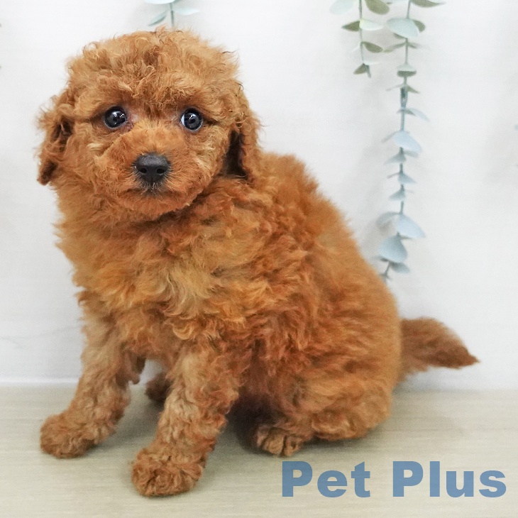 トイ・プードル