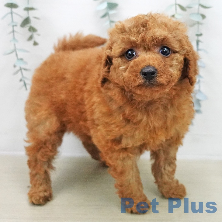 トイ・プードルの写真2