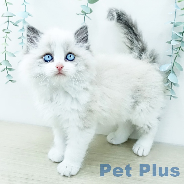 ラグドールの写真2