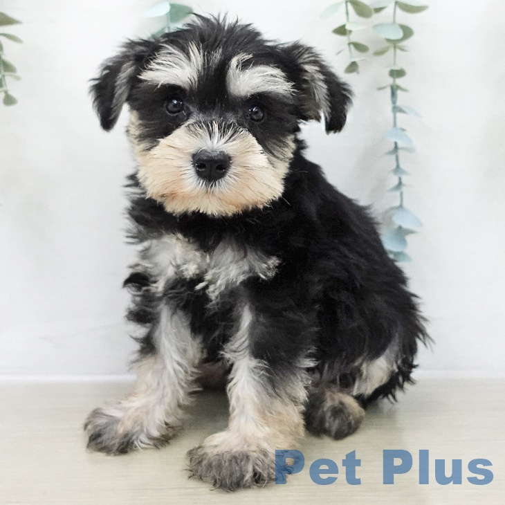 ミニチュア・シュナウザー