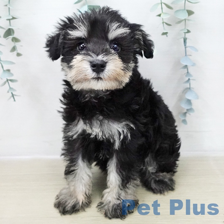 ミニチュア・シュナウザーの写真2