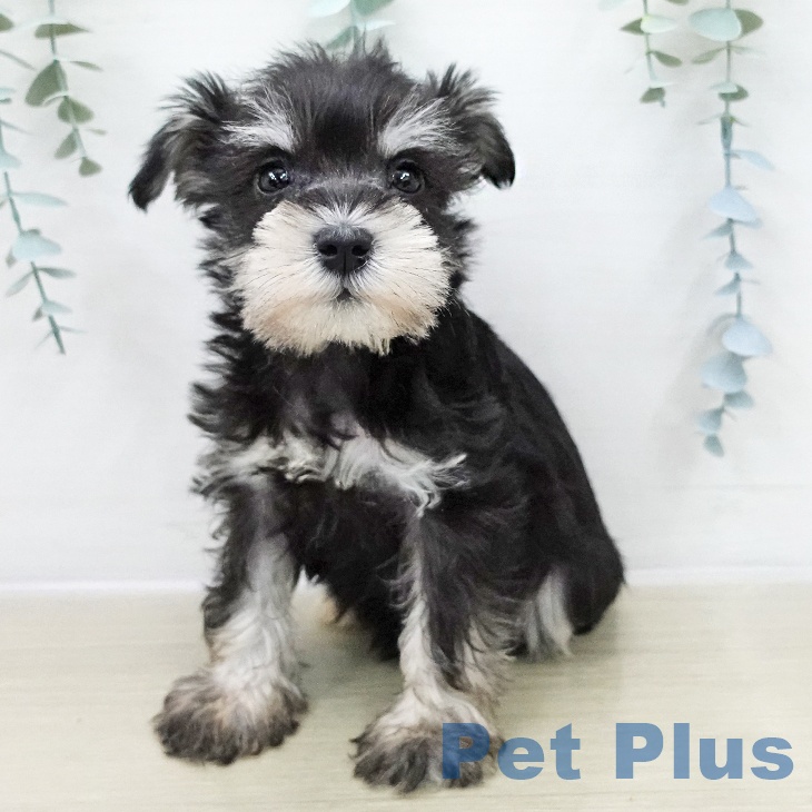 ミニチュア・シュナウザー