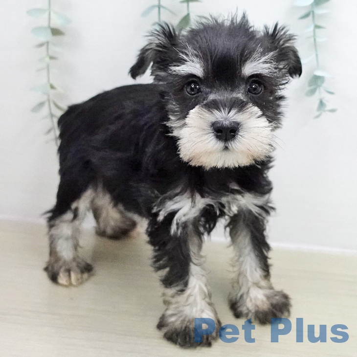 ミニチュア・シュナウザーの写真2