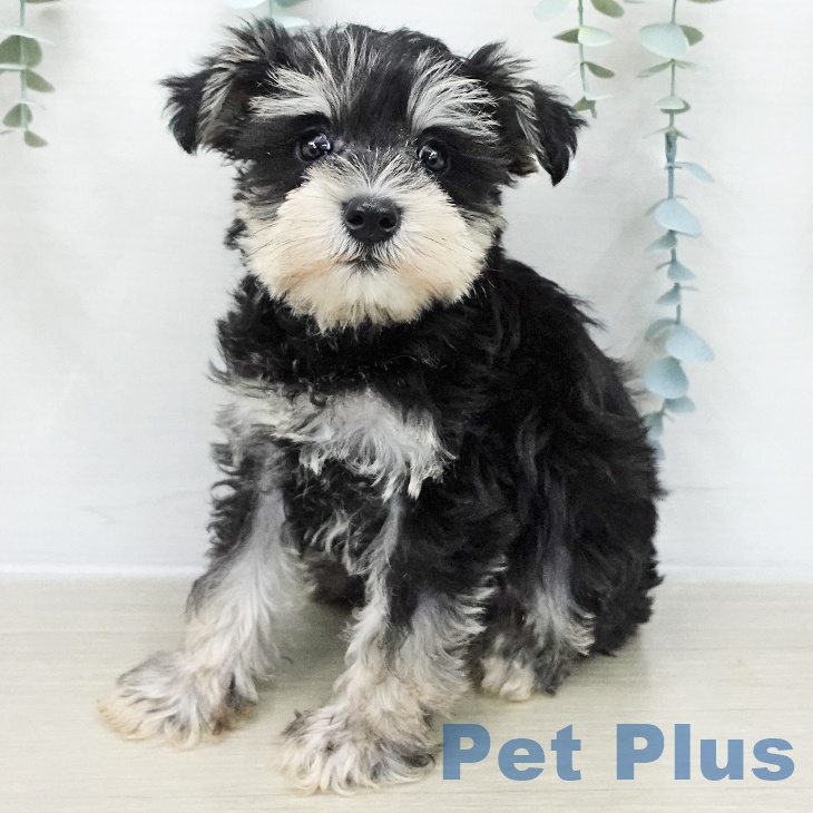 ミニチュア・シュナウザー