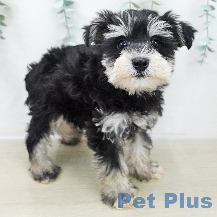 ミニチュア・シュナウザーの写真2