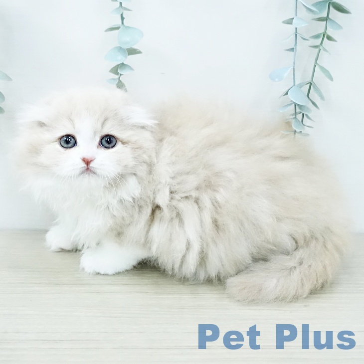 スコティッシュフォールド