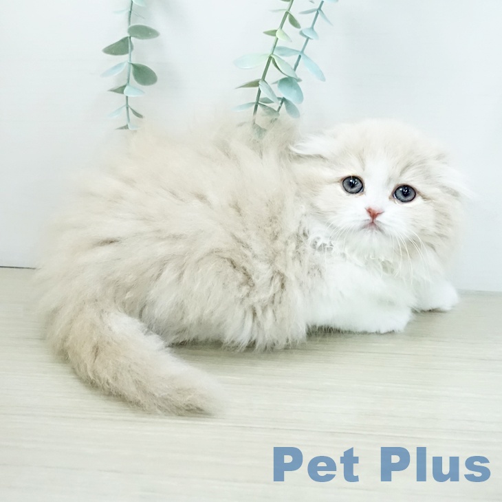 スコティッシュフォールドの写真2