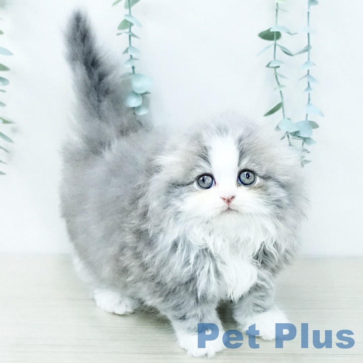 スコティッシュフォールドの写真2