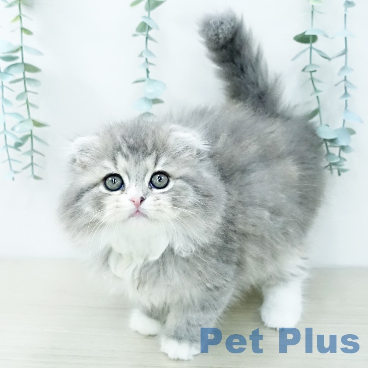 スコティッシュフォールド