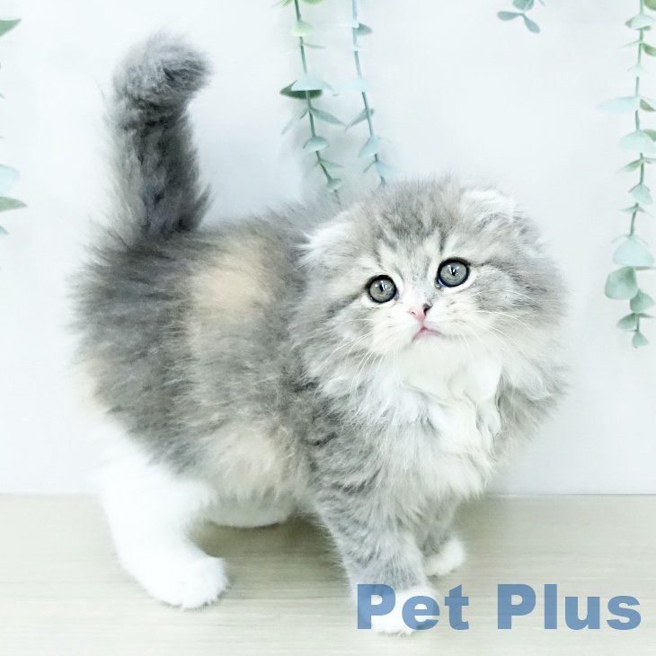 スコティッシュフォールドの写真2