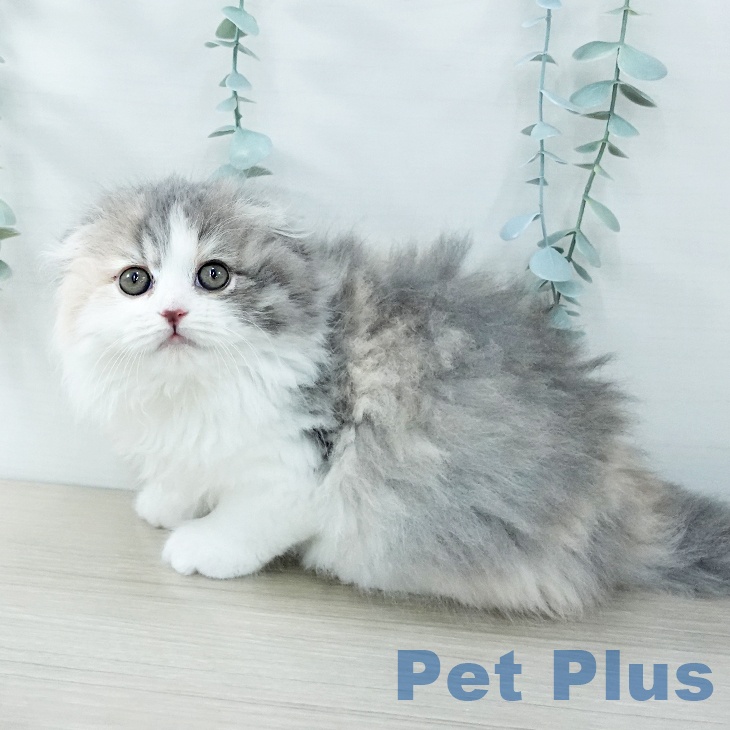 スコティッシュフォールドの写真2