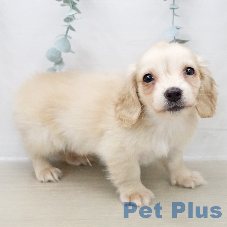 ミニチュア・ダックスフンドの写真2