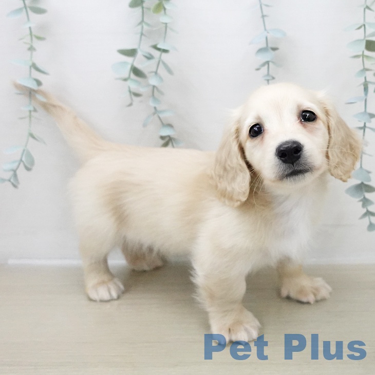 ミニチュア・ダックスフンド